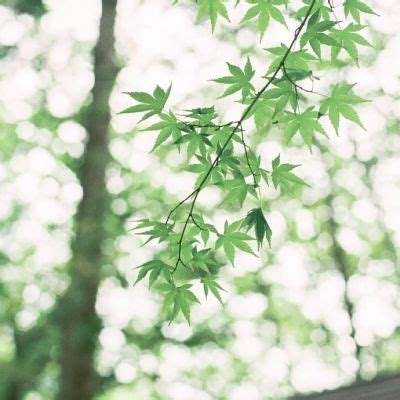 2023澳门资料大全正版下载手机版